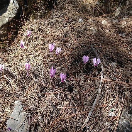 橘子和芒果精品酒店 酒店 3*