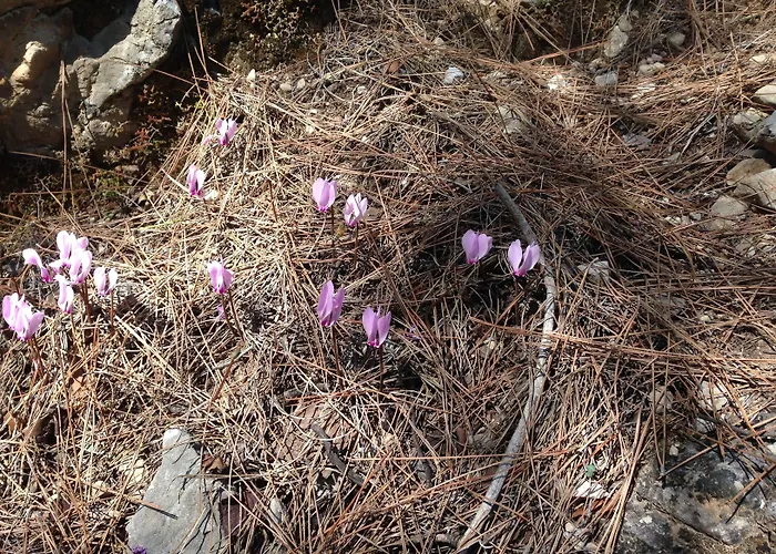 Mandarin & Mango Boutique Hotel 3*